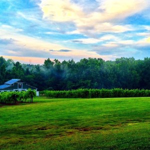 Rocky River Vineyard